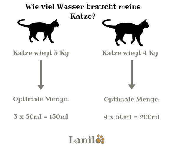 Wie Viel Sollte Eine Katze Wiegen