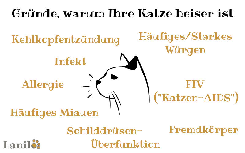 Katze heiser Gründe