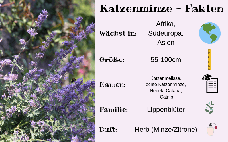 Katzenminze Fakten