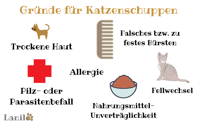 Katzenschuppen Gründe
