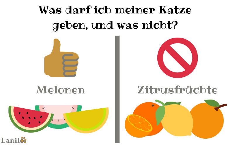 Melone für Katze: Ja oder nein?