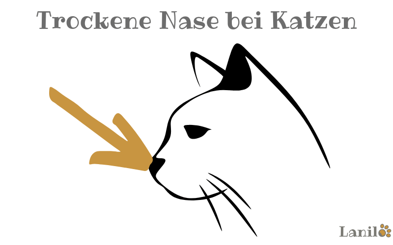 Trockene Nase bei Katzen