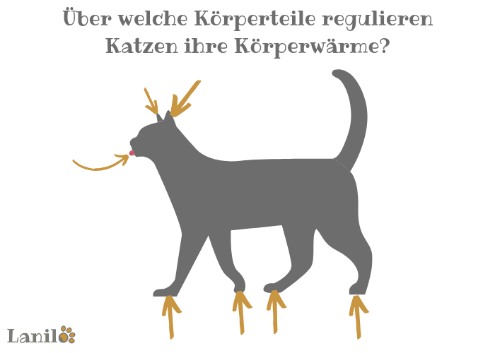 Wie regulieren Katzen ihre Körperwärme