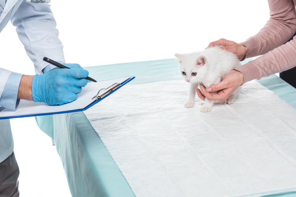 Katze bei einer Untersuchung beim Tierarzt