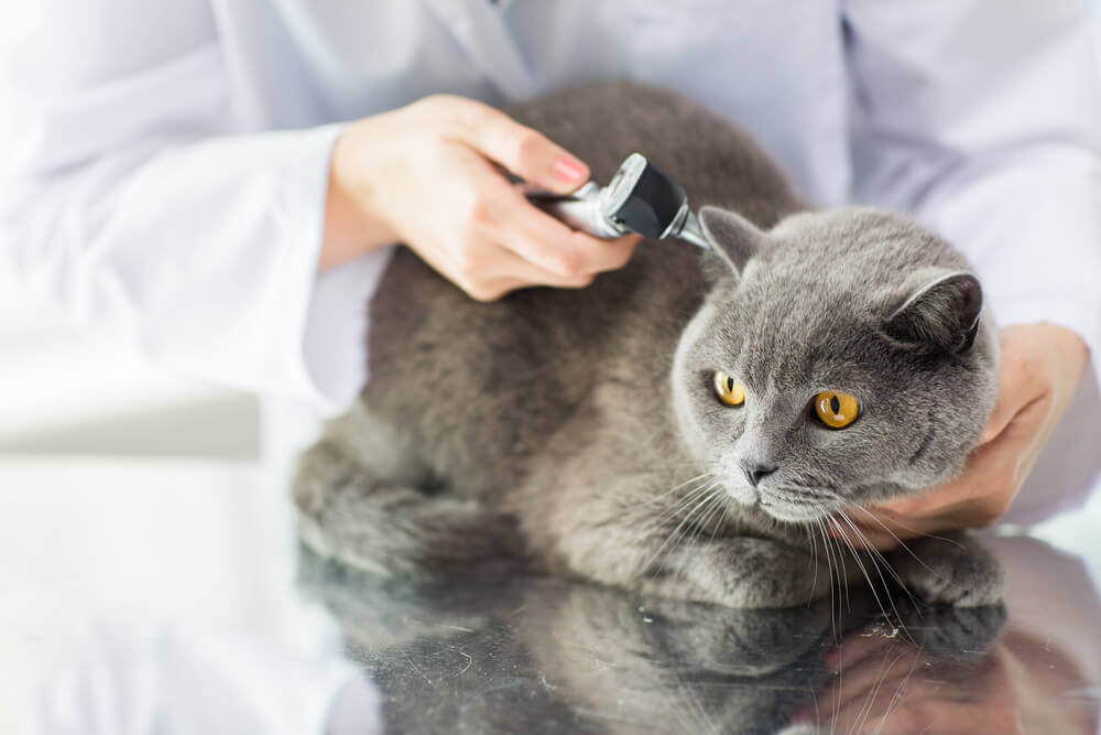Katze beim Tierarzt