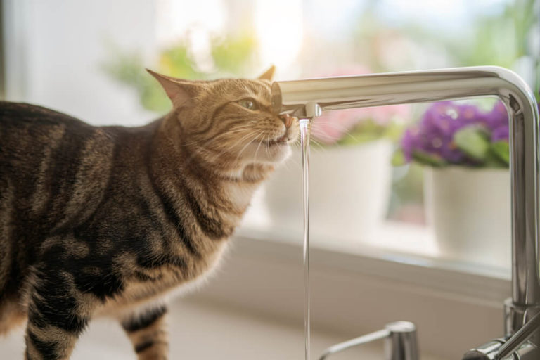 Katze Leckt Sich Ständig Am Schwanzansatz