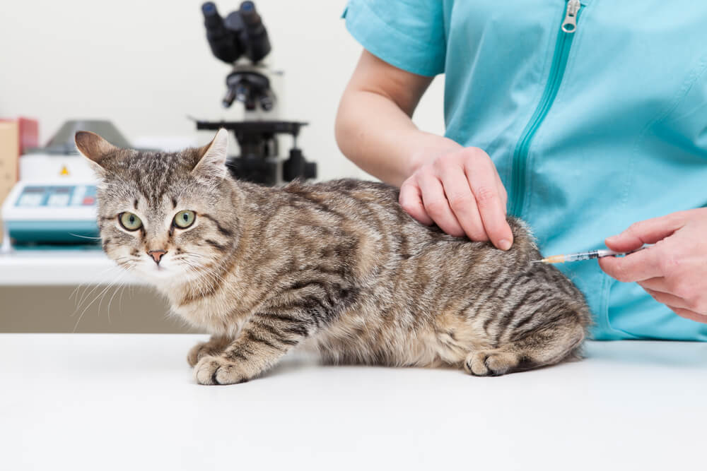 Katze wird geimpft