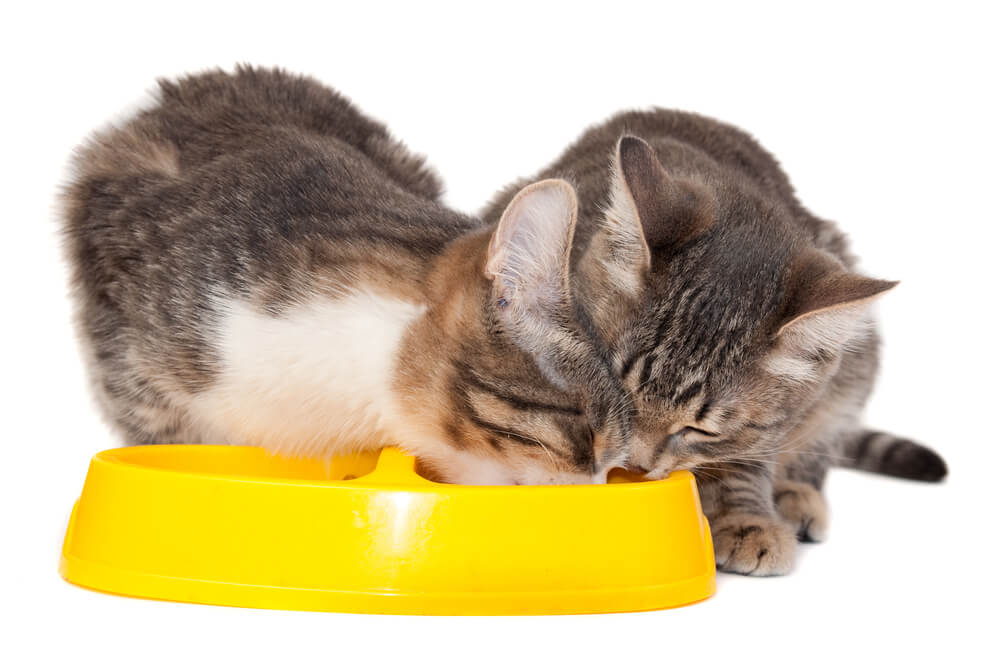 Katzen fressen aus einem Napf