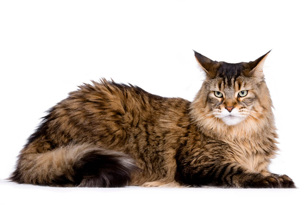 Katze mit viel Haar