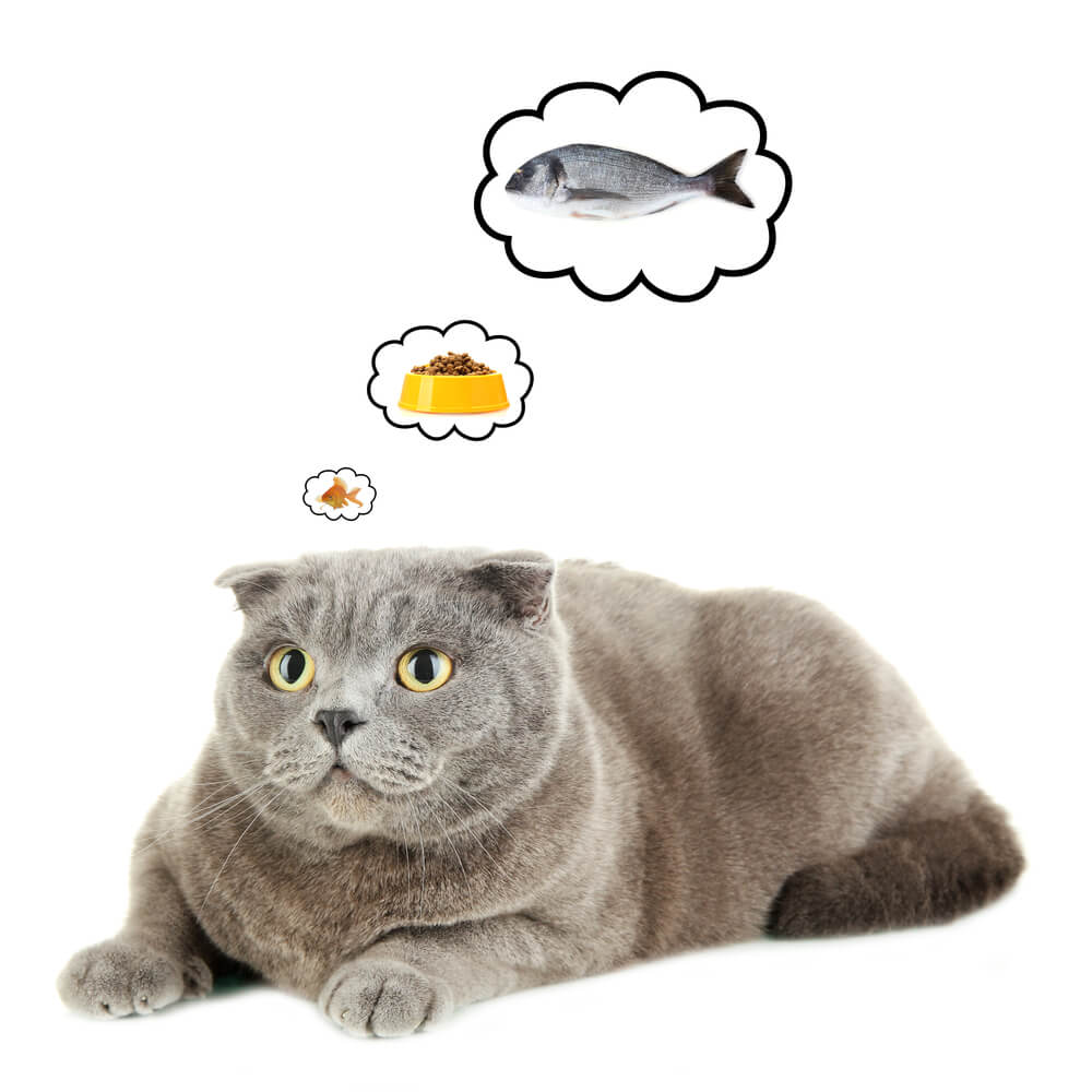 Katze träumt vom Fressen