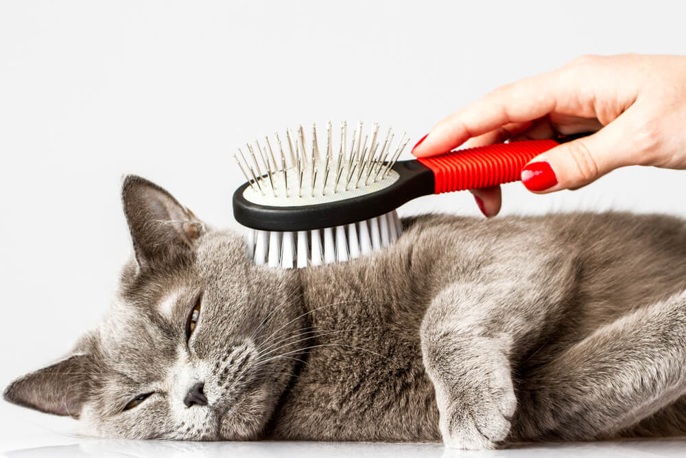 Katze wird gekämmt