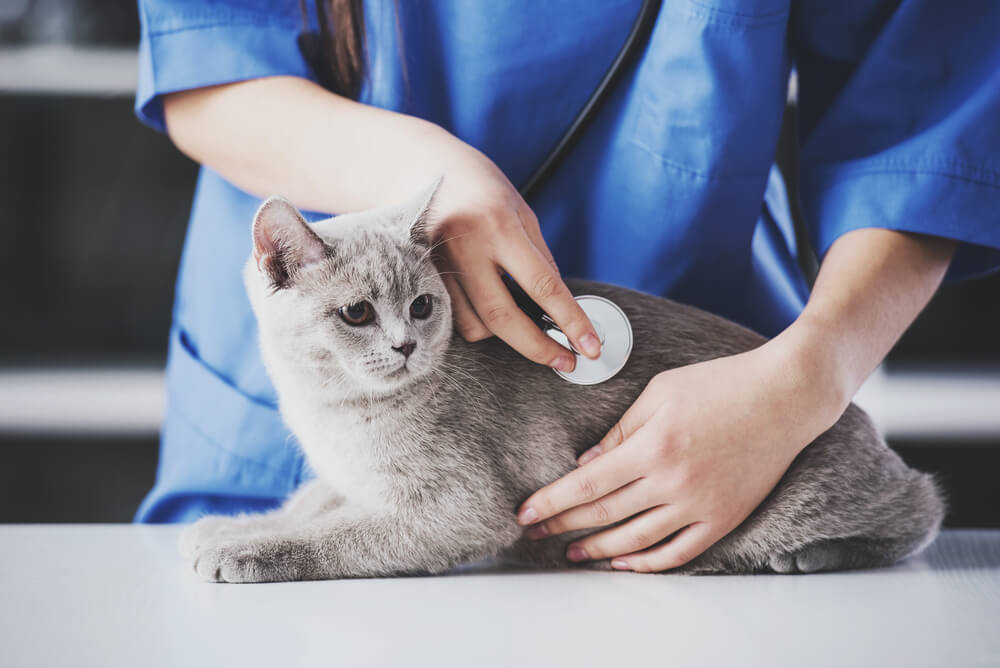 Katze wird untersucht