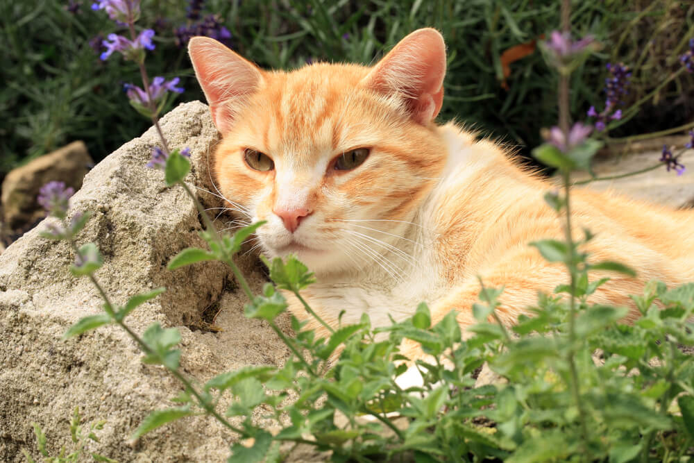 Katze auf Katzenminze