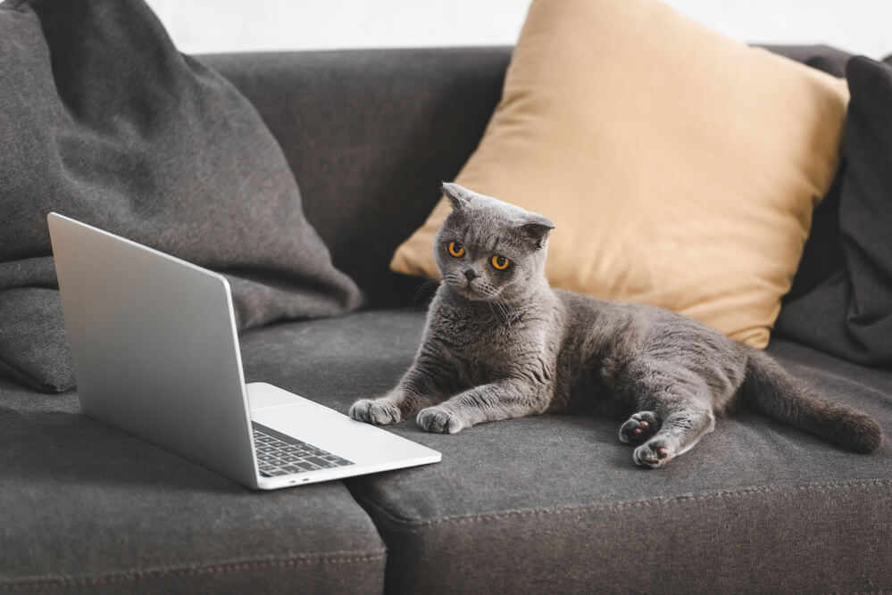 Katze auf der Couch