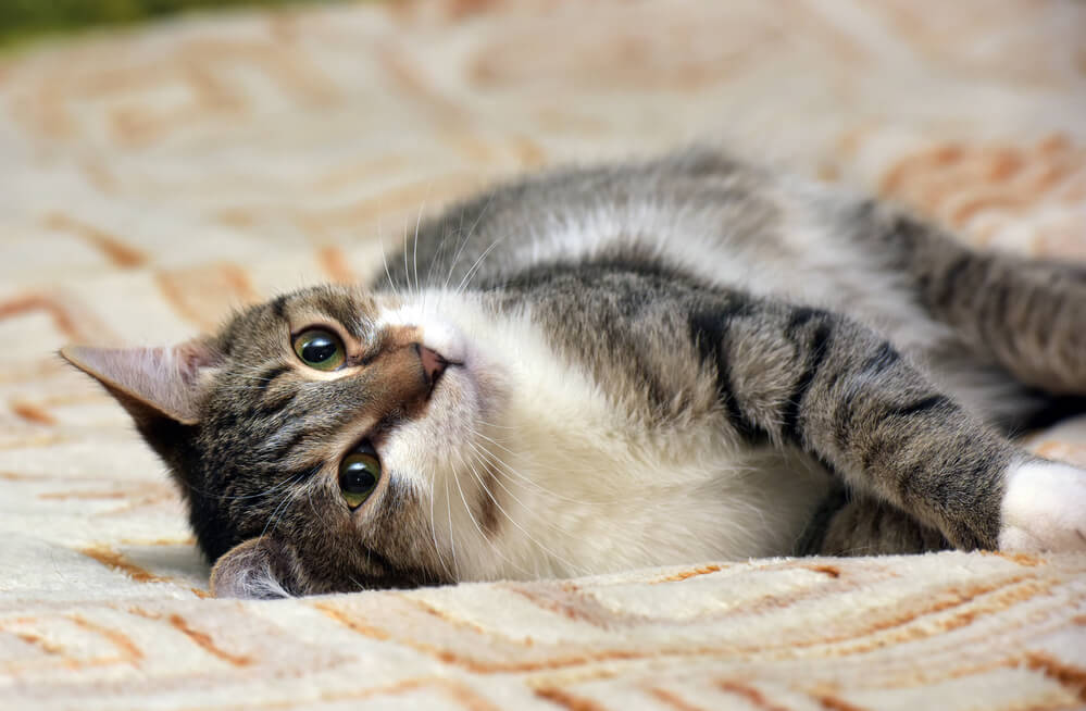 Katze hat es gemütlich