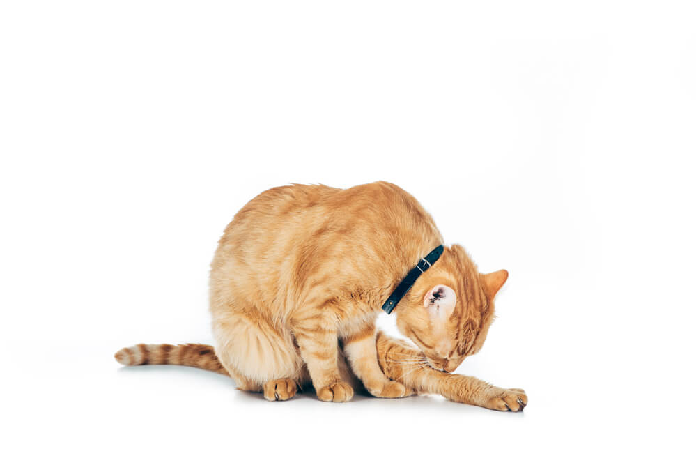 Katze macht sich sauber