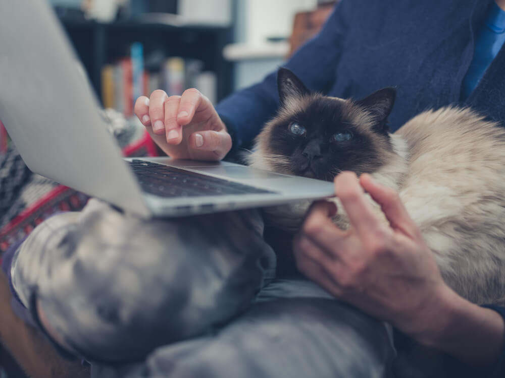 Katze mit Laptop
