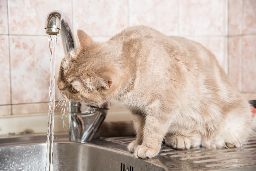 Katze trinkt Wasser vom Wasserhahn