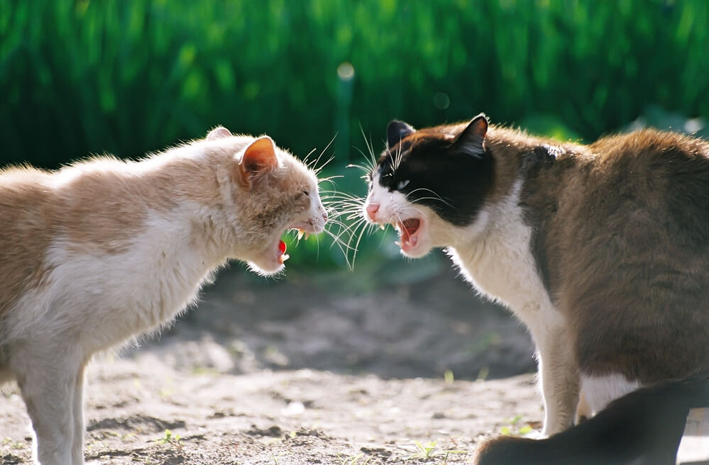 Katzen Knurren Sich An