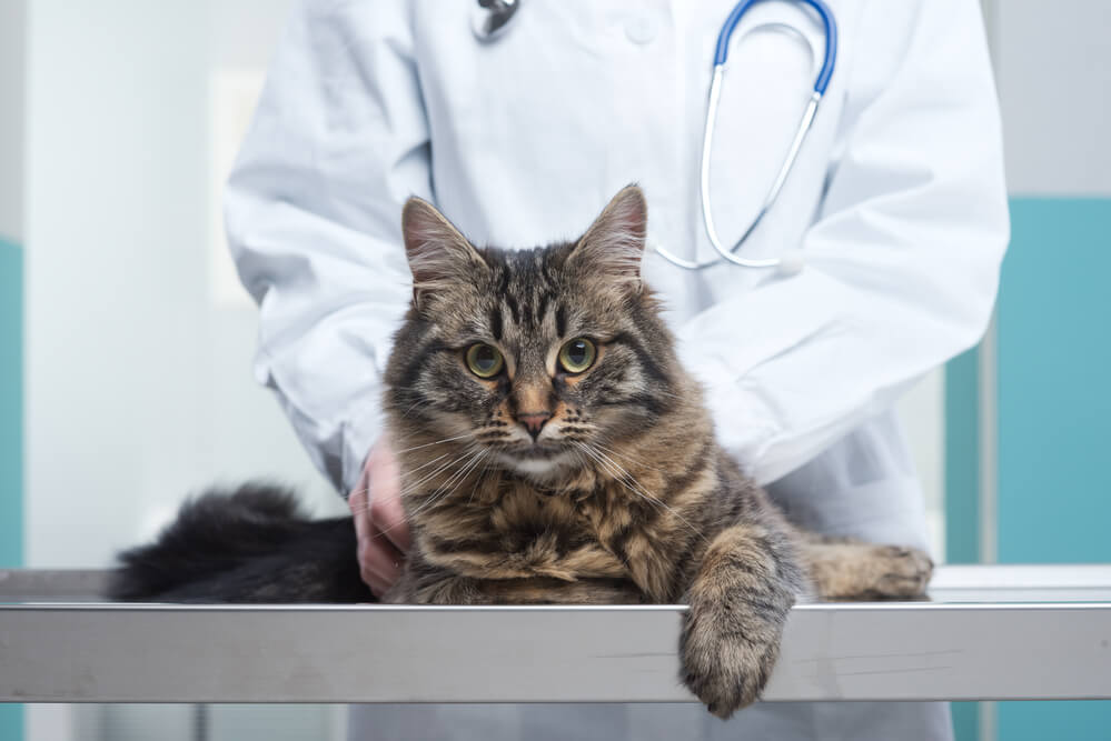 Katze beim Tierarzt