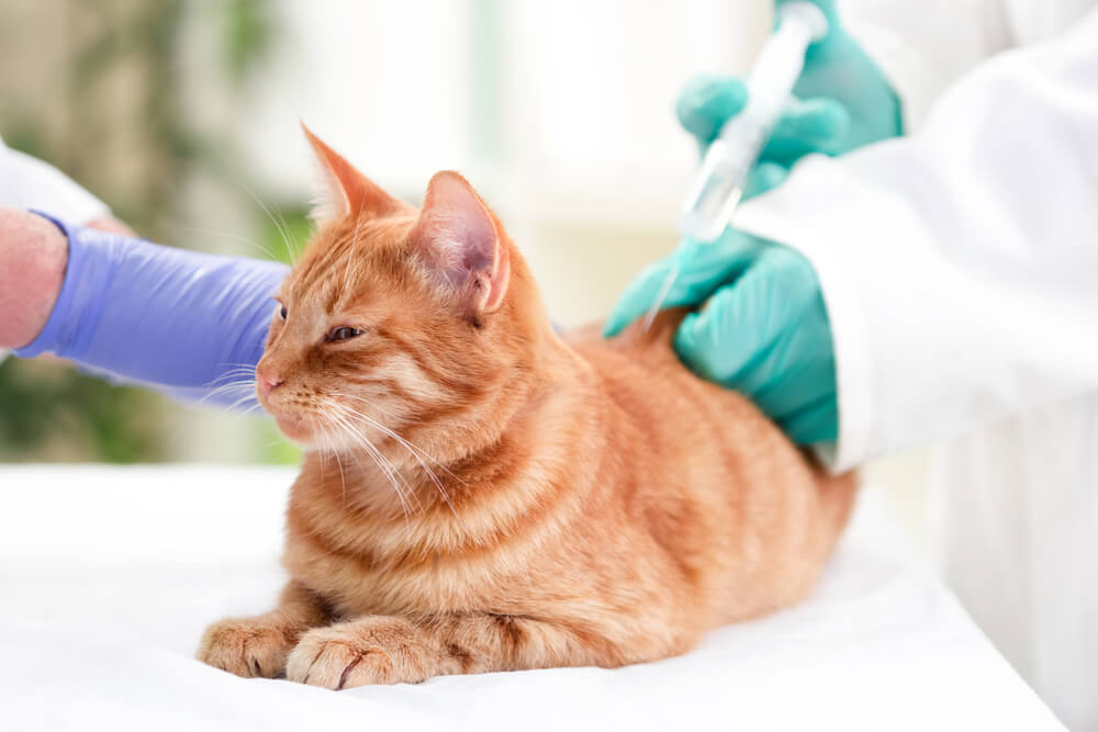 Tierarzt verabreicht Katze Insulin