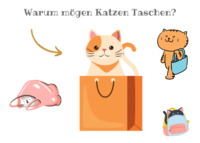 Warum mögen Katzen Taschen?